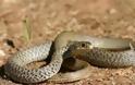 Πάτρα: Γέμισε φίδια η Ελευθερίου Βενιζέλου