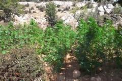 Σαρωτικοί έλεγχοι και απο το ελικόπτερο της ΕΛ.ΑΣ. στην Κρήτη για χιλιάδες δενδρύλλια κάνναβης!