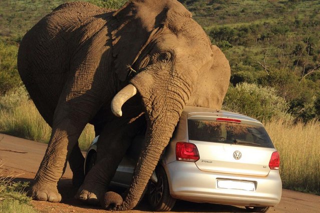 Ελέφαντας εναντίον αυτοκινήτου! [photo] - Φωτογραφία 5