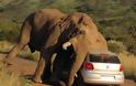 Ελέφαντας εναντίον αυτοκινήτου! [photo] - Φωτογραφία 2