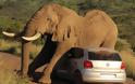 Ελέφαντας εναντίον αυτοκινήτου! [photo] - Φωτογραφία 3