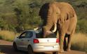 Ελέφαντας εναντίον αυτοκινήτου! [photo] - Φωτογραφία 4