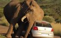 Ελέφαντας εναντίον αυτοκινήτου! [photo] - Φωτογραφία 5