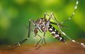 Επιθετικά αλλά «αθώα» κουνούπια φέτος στην Ελλάδα