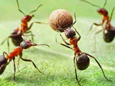 Πως αντιδρούν τα μυρμήγκια όταν βρεθούν κοντά σε αναψυκτικό; [photo] - Φωτογραφία 1