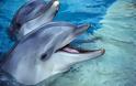 Δικέφαλο δελφίνι βρέθηκε σε παραλία της Σμύρνης στην Τουρκία - δείτε το μοναδικό αυτό φαινόμενο! [photo]