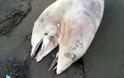 Δικέφαλο δελφίνι βρέθηκε σε παραλία της Σμύρνης στην Τουρκία - δείτε το μοναδικό αυτό φαινόμενο! [photo] - Φωτογραφία 2
