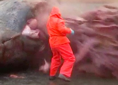 Βίντεο ΣΟΚ: Γιατί οι φάλαινες εκρήγνυνται όταν πεθαίνουν; Επιστημονική εξήγηση σε ένα απίστευτο φαινόμενο! [video] - Φωτογραφία 1