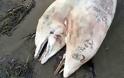 Δελφίνι με δύο κεφάλια ξεβράστηκε σε θάλασσα της Τουρκίας! - Φωτογραφία 1