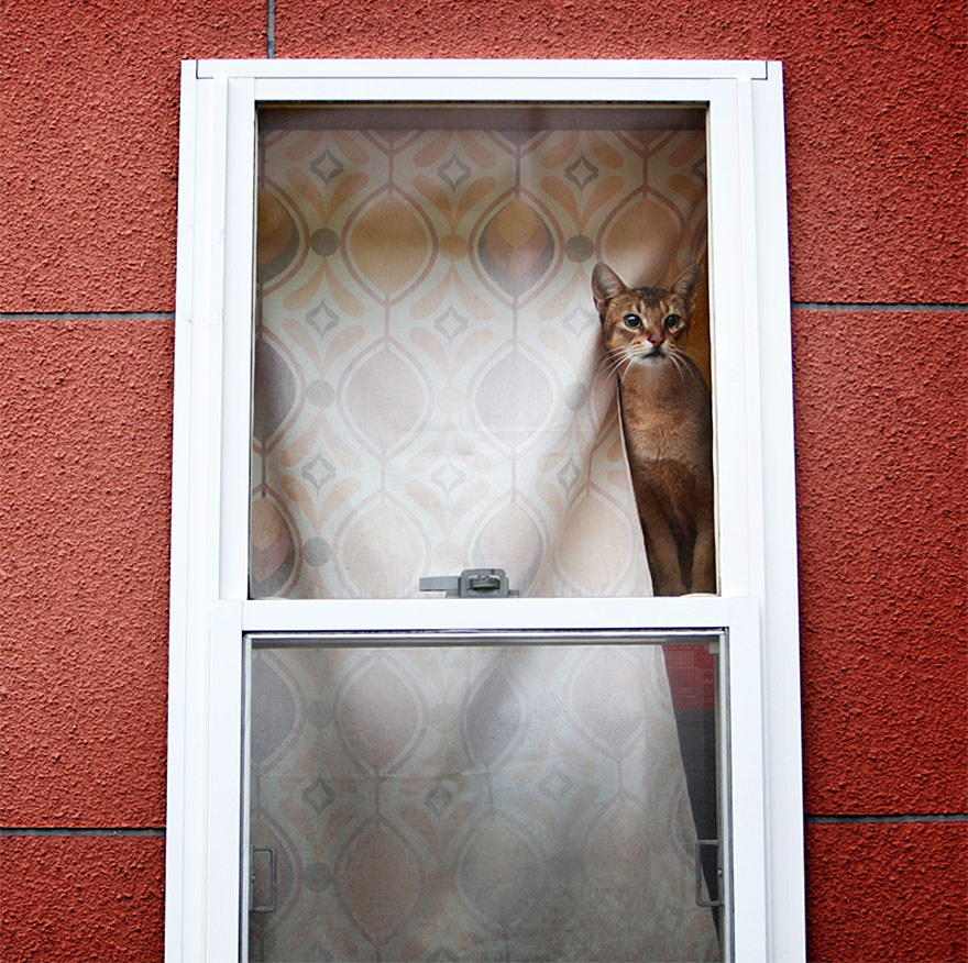 Θλιμμένες γάτες περιμένουν το αφεντικό τους να γυρίσει! [photos] - Φωτογραφία 12