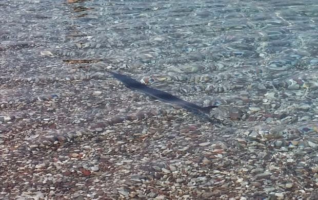 Αιγιάλεια: Εμφανίστηκε ξιφίας στην Αλυκή - Έτρεχαν να βγουν απο τη θάλασσα οι λουόμενοι - Δείτε φωτο - Φωτογραφία 2