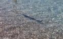 Αιγιάλεια: Εμφανίστηκε ξιφίας στην Αλυκή - Έτρεχαν να βγουν απο τη θάλασσα οι λουόμενοι - Δείτε φωτο - Φωτογραφία 2