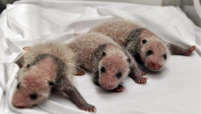 Tα πρώτα τρίδυμα panda γεννήθηκαν σε ζωολογικό κήπο... Και είναι απίστευτα! [photo] - Φωτογραφία 2