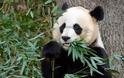 Tα πρώτα τρίδυμα panda γεννήθηκαν σε ζωολογικό κήπο... Και είναι απίστευτα! [photo] - Φωτογραφία 1