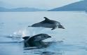 Τα δελφίνια του Ιονίου εκπέμπουν S.O.S. - Δραματική η μείωσή τους από το 1995
