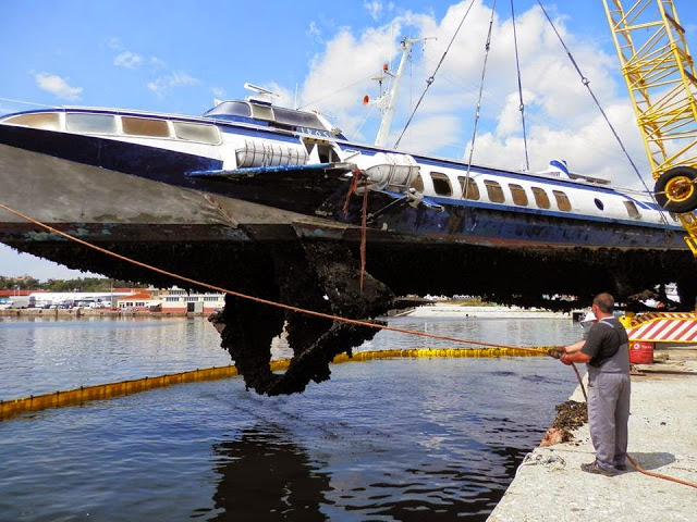 Το δελφίνι «βγήκε» από το λιμάνι της Αλεξανδρούπολης… [photos] - Φωτογραφία 5