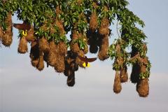 Εντυπωσιακή αρχιτεκτονική στο ζωικό βασίλειο!