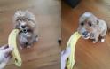 σκύλοι που μεταμορφώθηκαν με ένα κούρεμα! [photos] - Φωτογραφία 3