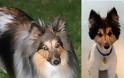 σκύλοι που μεταμορφώθηκαν με ένα κούρεμα! [photos] - Φωτογραφία 5