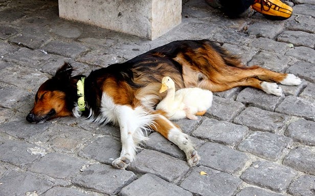 Πάπια & σκύλος κοιμούνται παρέα στο δρόμο! [photos] - Φωτογραφία 1
