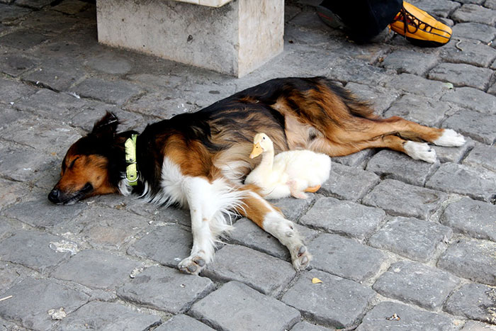 Πάπια & σκύλος κοιμούνται παρέα στο δρόμο! [photos] - Φωτογραφία 4