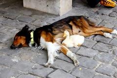 Πάπια & σκύλος κοιμούνται παρέα στο δρόμο! [photos]