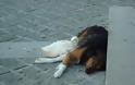Πάπια & σκύλος κοιμούνται παρέα στο δρόμο! [photos] - Φωτογραφία 3