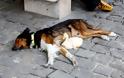 Πάπια & σκύλος κοιμούνται παρέα στο δρόμο! [photos] - Φωτογραφία 4