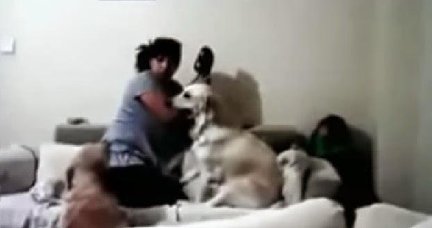 Μάθημα ανθρωπιάς από σκύλους: Εμποδίζουν μια γυναίκα να χτυπήσει το παιδί της... [video] - Φωτογραφία 1