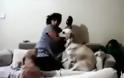 Μάθημα ανθρωπιάς από σκύλους: Εμποδίζουν μια γυναίκα να χτυπήσει το παιδί της... [video]