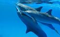 Δελφίνια: Οι φίλοι του Ομήρου σε κίνδυνο... [photos] - Φωτογραφία 1