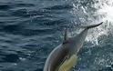 Δελφίνια: Οι φίλοι του Ομήρου σε κίνδυνο... [photos] - Φωτογραφία 2