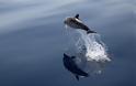 Δελφίνια: Οι φίλοι του Ομήρου σε κίνδυνο... [photos] - Φωτογραφία 3