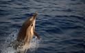 Δελφίνια: Οι φίλοι του Ομήρου σε κίνδυνο... [photos] - Φωτογραφία 6