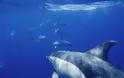 Δελφίνια: Οι φίλοι του Ομήρου σε κίνδυνο... [photos] - Φωτογραφία 7
