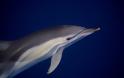 Δελφίνια: Οι φίλοι του Ομήρου σε κίνδυνο... [photos] - Φωτογραφία 8