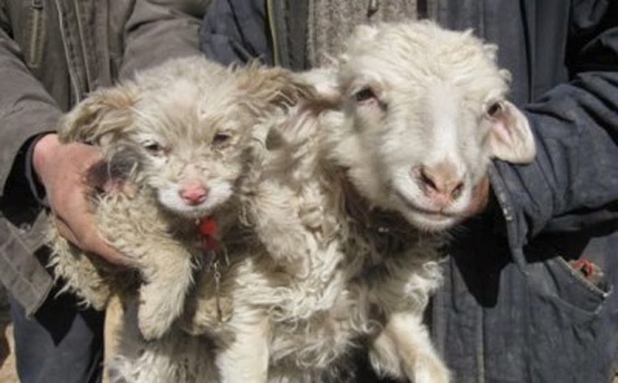 Πρόβατο γέννησε… σκυλάκι! [photo] - Φωτογραφία 2