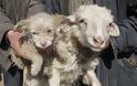 Πρόβατο γέννησε… σκυλάκι! [photo] - Φωτογραφία 2