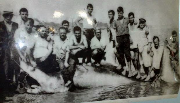 Αχαΐα: Κι όμως στο βυθό υπάρχουν λευκοί καρχαρίες - Οι επιθέσεις του παρελθόντος στην Κάτω Αχαΐα και το Ιόνιο - Φωτογραφία 3