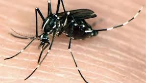 Δίνουν μάχη με κουνούπια – τίγρεις οι κάτοικοι της Ξάνθης! Διαρκείς επιδρομές μέσα στην πόλη - Φωτογραφία 1