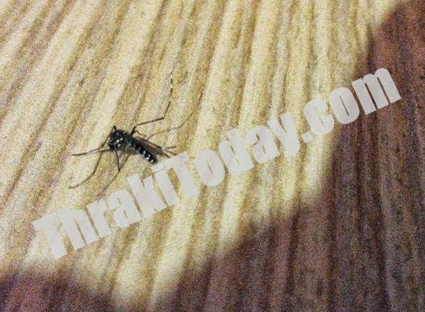 Δίνουν μάχη με κουνούπια – τίγρεις οι κάτοικοι της Ξάνθης! Διαρκείς επιδρομές μέσα στην πόλη - Φωτογραφία 3