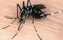 Δίνουν μάχη με κουνούπια – τίγρεις οι κάτοικοι της Ξάνθης! Διαρκείς επιδρομές μέσα στην πόλη