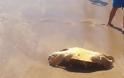 Μια ακόμη νεκρή χελώνα Καρέτα-Καρέτα,εντόπισαν οι λουόμενοι στην παραλία Μονολιθίου! - Φωτογραφία 1