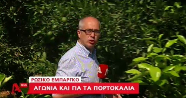 Φοβούνται ντόμινο στην αγορά και συμπίεση των τιμών οι πορτοκαλοπαραγωγοί του Άργους - Φωτογραφία 2