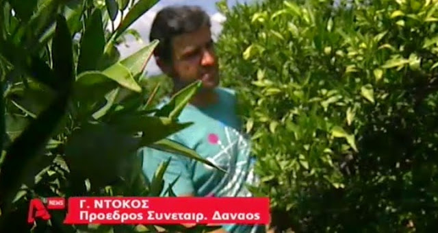 Φοβούνται ντόμινο στην αγορά και συμπίεση των τιμών οι πορτοκαλοπαραγωγοί του Άργους - Φωτογραφία 3