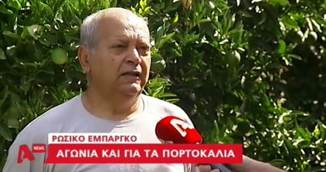 Φοβούνται ντόμινο στην αγορά και συμπίεση των τιμών οι πορτοκαλοπαραγωγοί του Άργους - Φωτογραφία 4