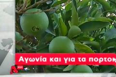 Φοβούνται ντόμινο στην αγορά και συμπίεση των τιμών οι πορτοκαλοπαραγωγοί του Άργους