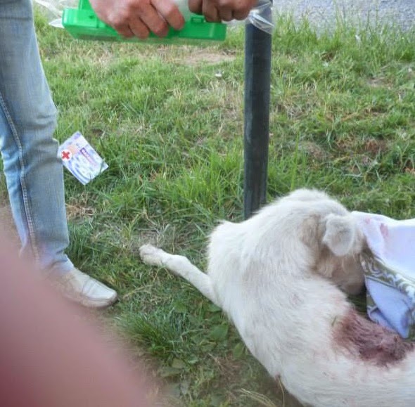 Θανάτωσαν σκυλίτσα με αεροβόλο στο Αγρίνιο - Φωτογραφία 1