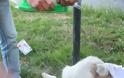 Θανάτωσαν σκυλίτσα με αεροβόλο στο Αγρίνιο