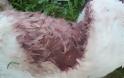 Θανάτωσαν σκυλίτσα με αεροβόλο στο Αγρίνιο - Φωτογραφία 2